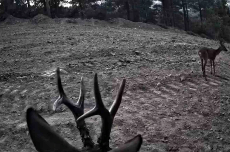 Tekirdağ’da fotokapanlara yansıyan karacalar görüntülendi 