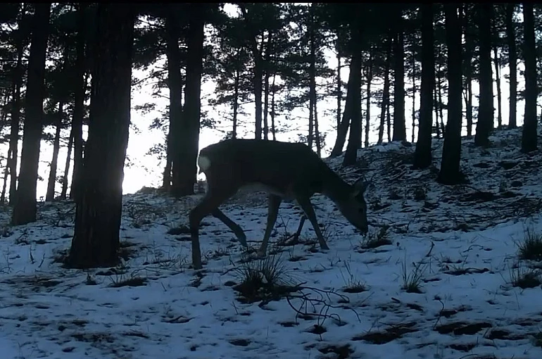 Tekirdağ’da Ganos Dağı’nda yaban hayatı fotokapana yansıdı 