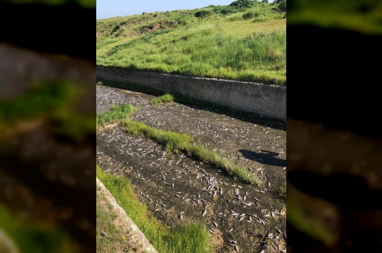 Tekirdağ’da gölde toplu balık ölümleri yaşandı 
