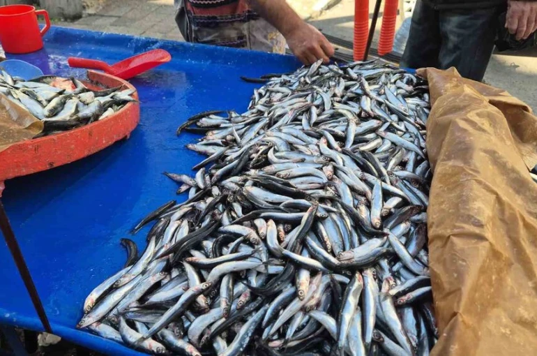 Tekirdağ’da hamsi ve sardalya 150 liradan alıcı buluyor 