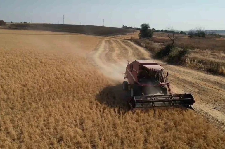 Tekirdağ’da sertifikalı nohut hasadı