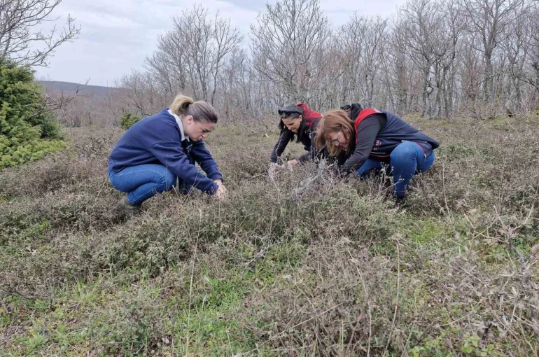 Tekirdağ’da süne zararlısına karşı saha çalışmaları başlatıldı 