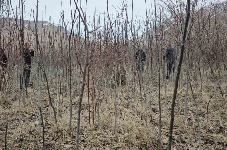 Tescilli Adilcevaz ceviz fidanı satışa sunuldu 