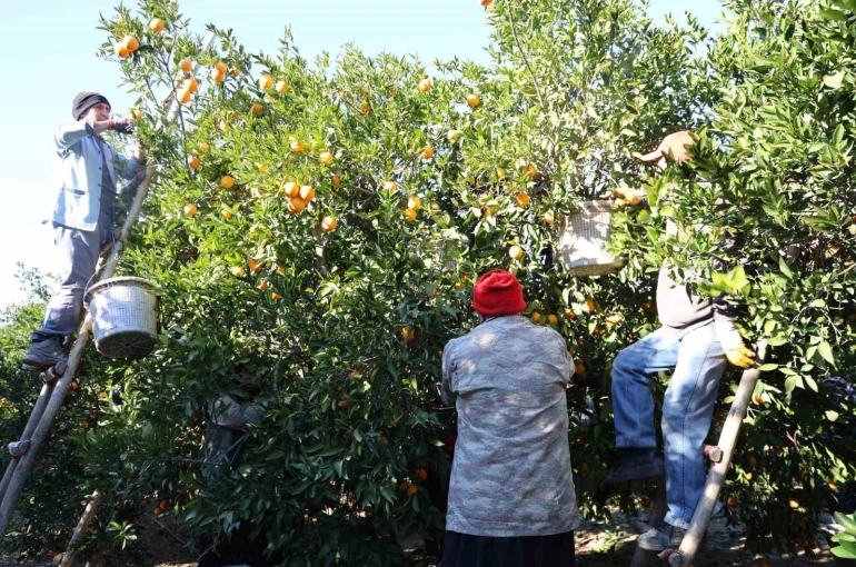 Tescilli Kozan portakalında hasat zamanı: Bahçede kilosu 10 TL