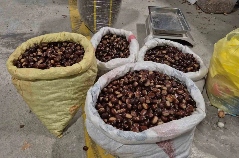 Tescilli lezzet pazara indi: Düzce’nin coğrafi işaretli "kuzu kestanesi" tezgahlardaki yerini aldı