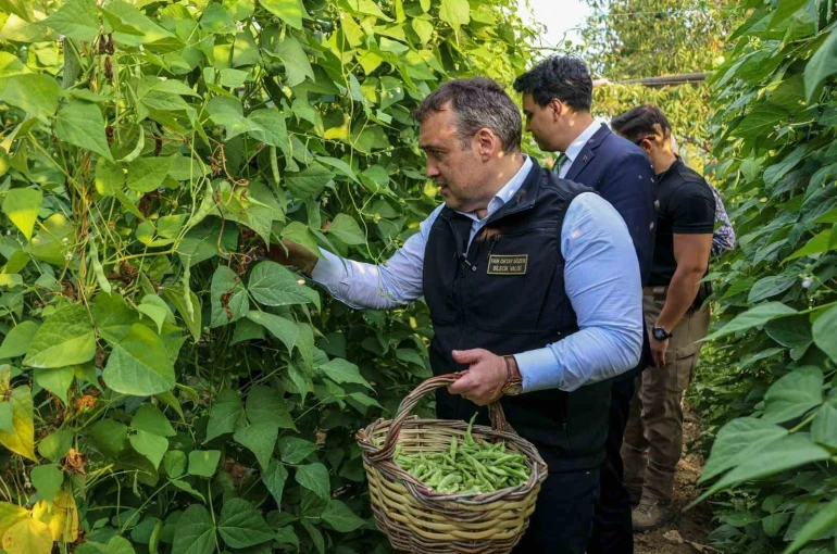 Tescilli Pazaryeri Boncuk Fasulyesi’nde hasat sezonu başladı 