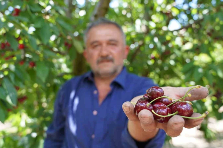 Tescilli Tokat kirazında hasat mesaisi başladı 