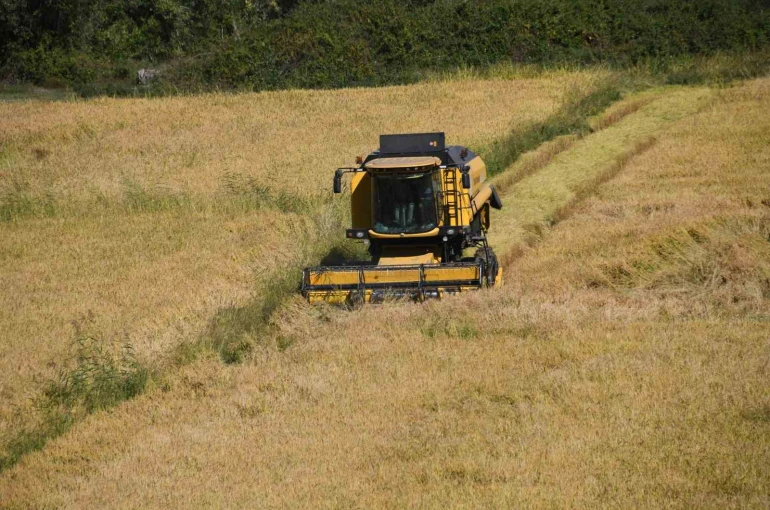 Tescilli Tosya pirincinin hasadı başladı 