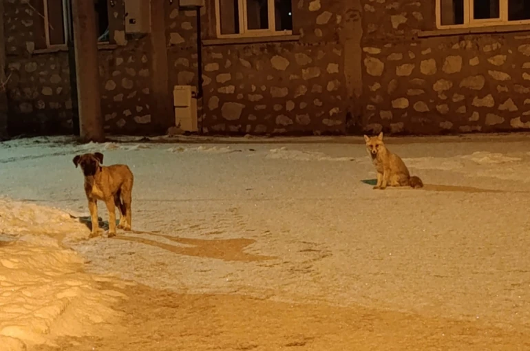 Tilki ile sokak köpeğinin dostluğu kameraya yansıdı 