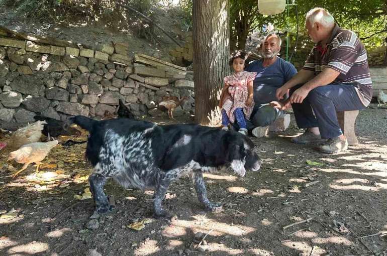 Tilkiler kümeslere dadandı, aileler gündüz nöbette 