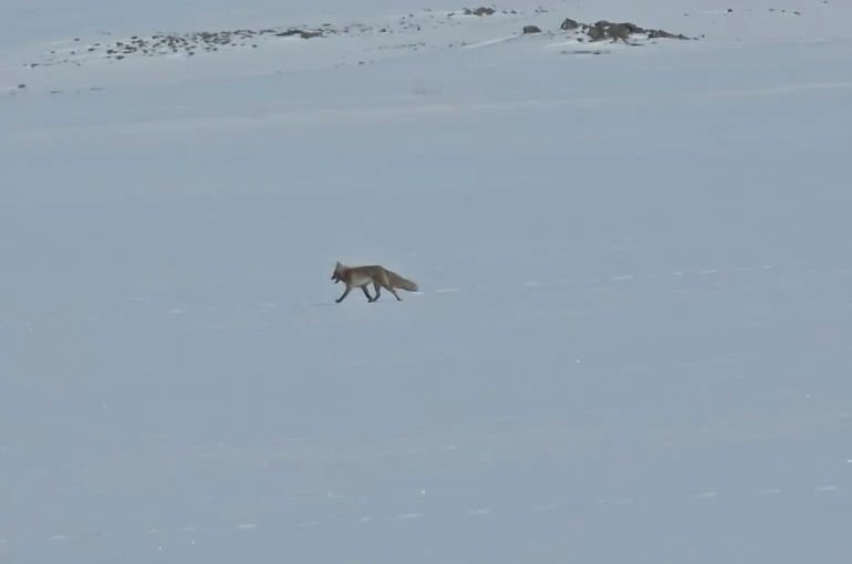 Tilkiler yol kenarında yiyecek aradı 