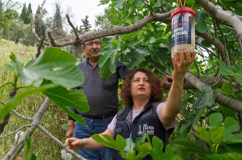 Tireli incir üreticisine ekşilik böceğine karşı tuzak dağıtıldı 