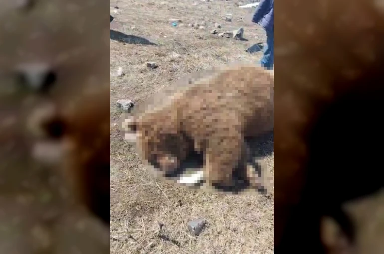 TIR’ın çarptığı boz ayı telef oldu 