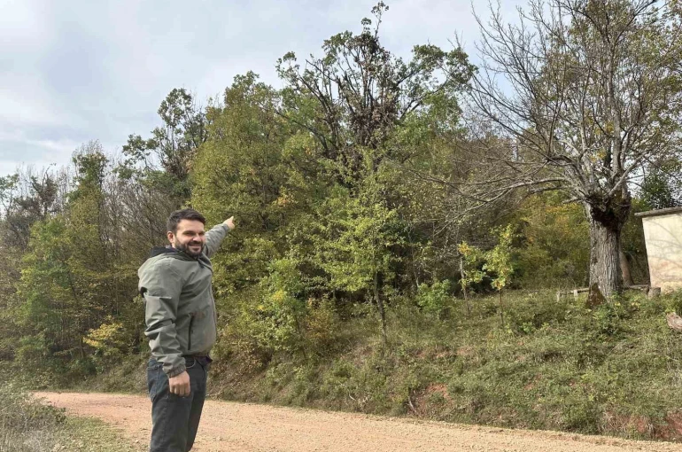 Tırmandıkları ağaçta meşe palamudu yiyen ayılar kamerada 