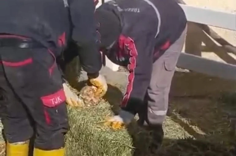 TJK Şanlıurfa Hara ve Aşım İstasyonu’nda skandal görüntüler 