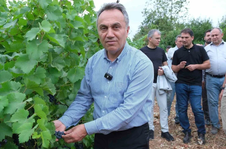 TOGÜ bağlarında sezonun ilk üzüm hasadı yapıldı