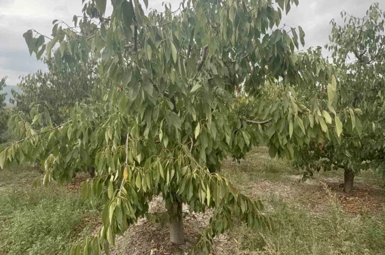 Tokat’ın özel kirazı ürün vermedi, 5 milyon dolarlık kayıp yaşandı