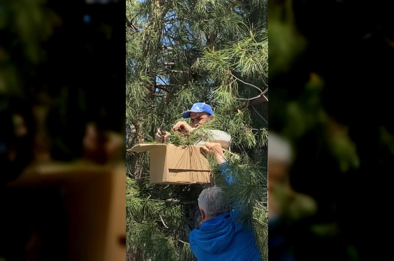 Tokat’ta ağaca oğul veren arıları ekipmansız topladı 