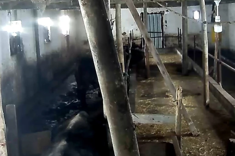 Tokat’ta ahırın çatısı çöktü 