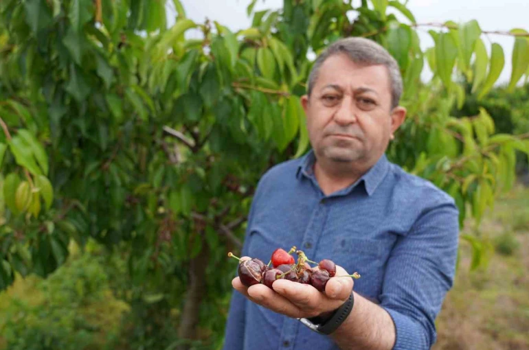 Tokat’ta aşırı yağış kirazı vurdu 