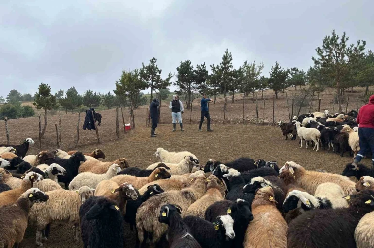 Tokat’ta çobanlara hayvan sağlığı eğitimi 