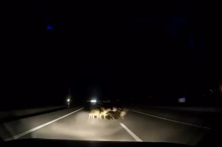 Tokat’ta otomobil sürüye çarptı: 12 koyun telef oldu