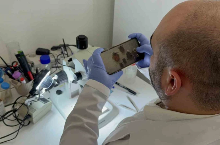 Tokat’ta uzmanından kene uyarısı: İklim düzensizliği ve küresel ısınma kene sezonunu uzatıyor 