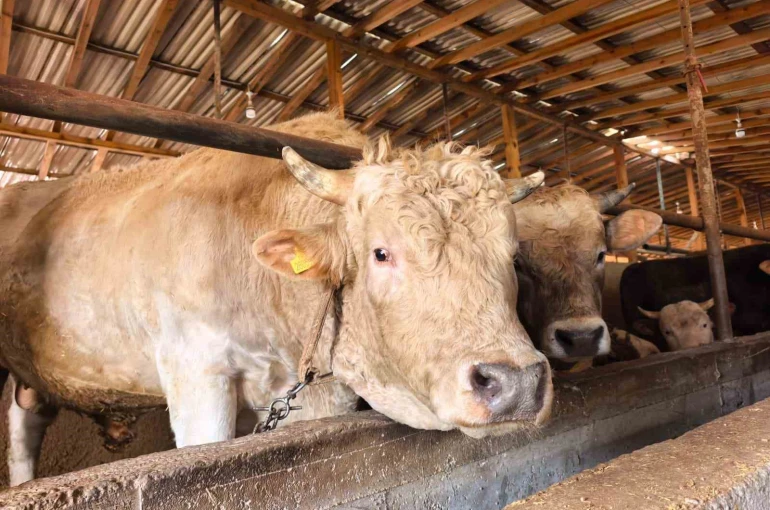 Tonluk ’Paşa’ 500 bin lira