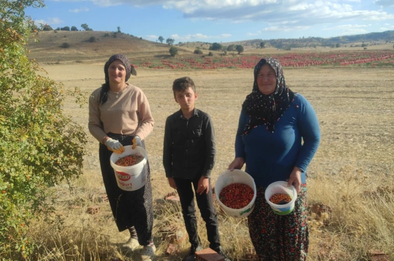 Toplaması zahmetli şifası saymakla bitmiyor