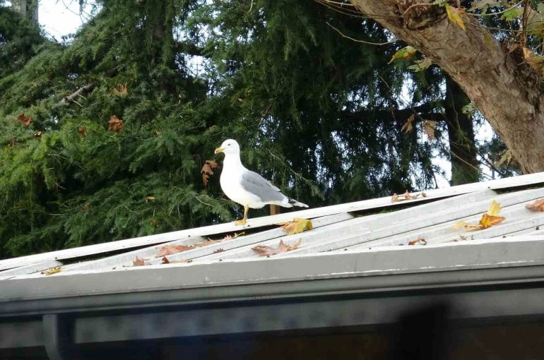 Toplar çatıya takılınca çözüm martıdan geldi: Öğrencilerin yeni "Top Kurtarıcısı" martı oldu 