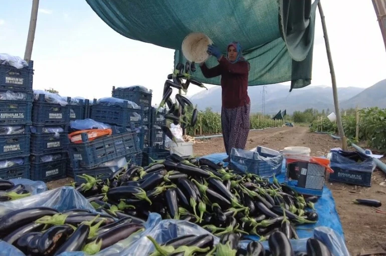 Toplu Sera Bölgesi Erzincan’da 700 kişiye istihdam sağlayacak, ekonomiye yıllık 350 milyon TL’lik katkı sunacak 