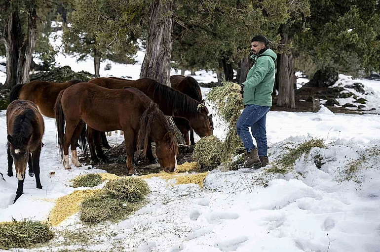 Toros Dağlarındaki yılkı atları ve yabani hayvanlar unutulmadı 
