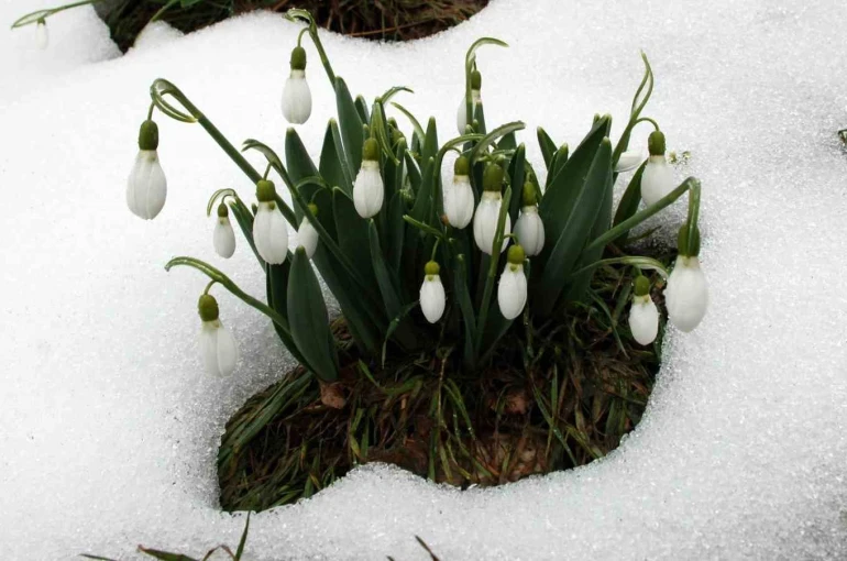 Toros kardeleni için kontrollü üretim ve ihracat modeli sürdürülüyor 