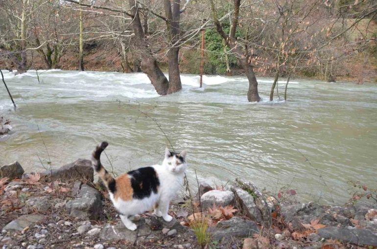 Toroslar’da yağış bereketi kuruyan Üzümdere Irmağını yeniden canlandırdı, şelaleler coştu 