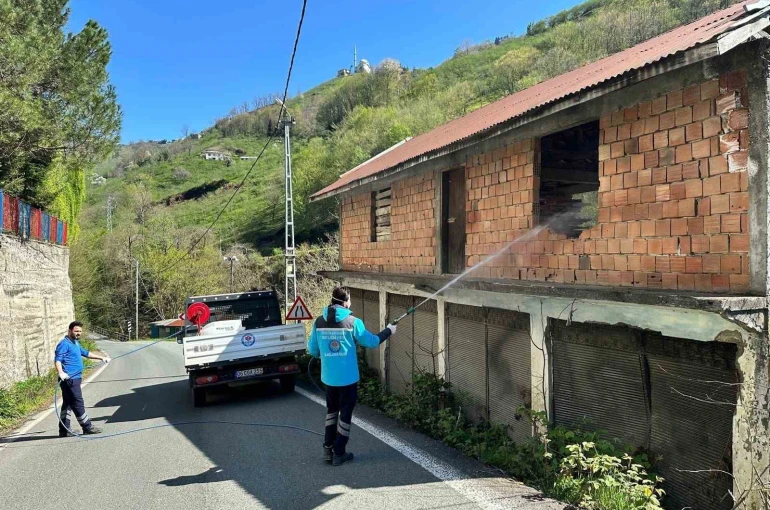 Trabzon’da kokarca ile mücadele sürüyor 