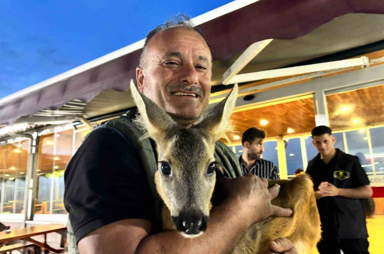 Trabzon’un sevimli karacası ‘Pınar’ sığındığı işletmenin maskotu haline geldi