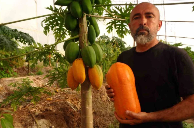 Tropikal papaya meyvesinde hasat heyecanı: Kilosu 90 TL’ye kadar çıkıyor 