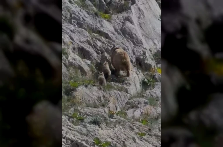 Tunceli’de anne ayı ve yavruları görüntülendi