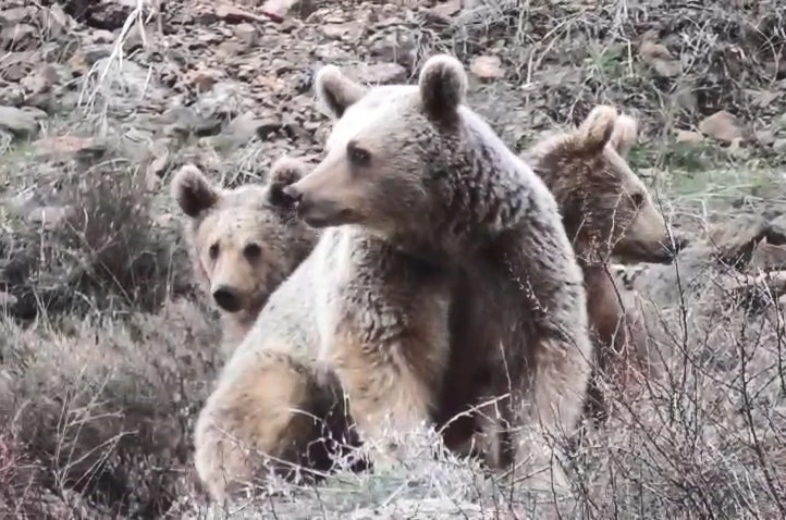 Tunceli’de anne ayı ve yavruları görüntülendi 