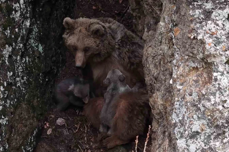 Tunceli’de belgeselleri aratmayan görüntüler 