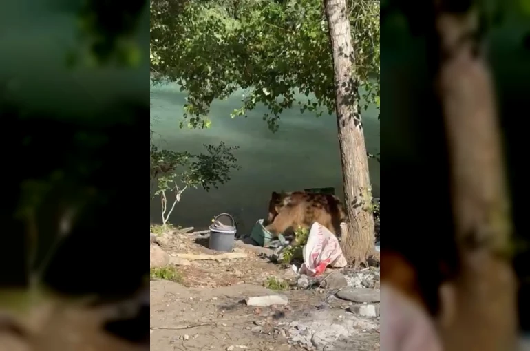Tunceli’de bozayı piknikçilerin sofrasına misafir oldu 