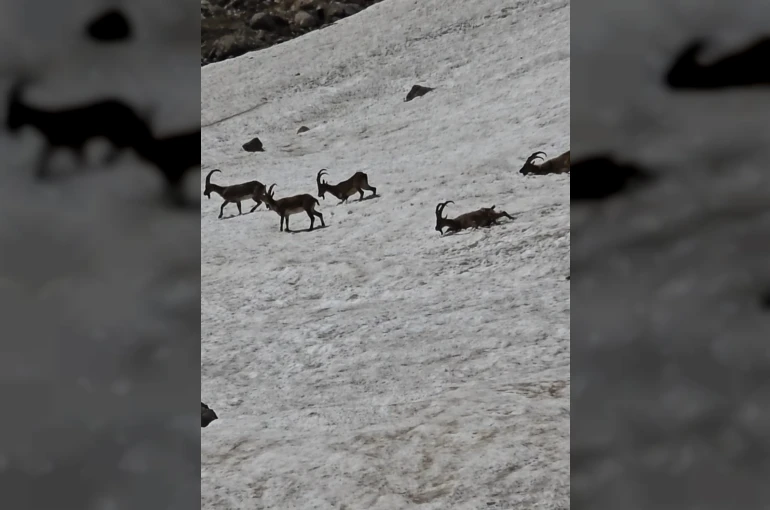 Tunceli’de dağ keçileri ve ayılar aynı bölgede görüntülendi 
