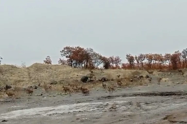 Tunceli’de dağ keçisi sürüsü görüntülendi 