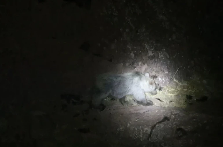 Tunceli’de gece kamerasında domuz ve ayı aynı anda görüntülendi 
