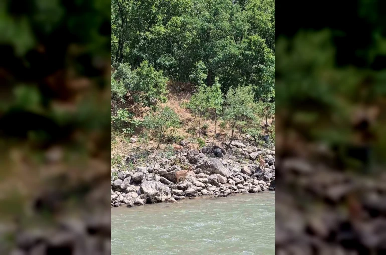 Tunceli’de koruma altındaki dağ keçileri Munzur Nehri kıyısında görüntülendi