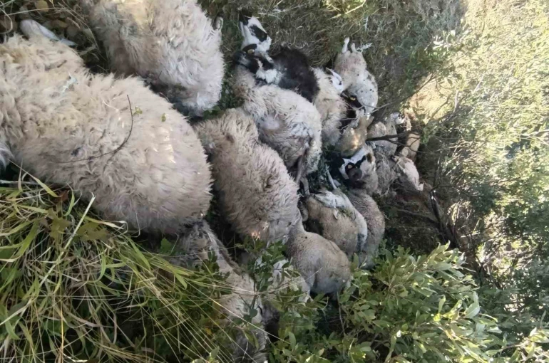 Tunceli’de koyun izdihamı: 29 hayvan telef oldu