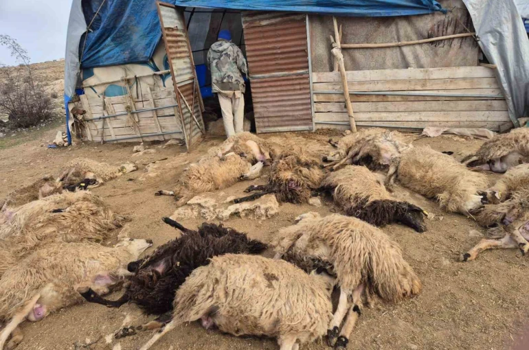 Tunceli’de kurt paniği: 64 koyun telef oldu, 11 koyun yaralı 