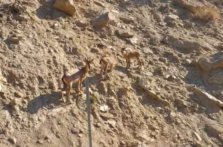 Tunceli’de nesli tükenme tehlikesi altında olan dağ keçileri görüntülendi 