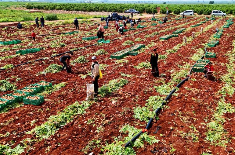 Turfanda patateste hasat başladı 