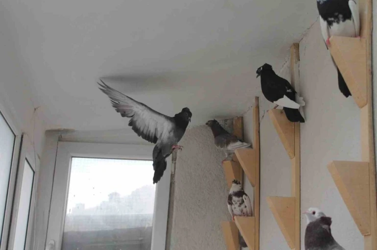 Türk fısıldayıcısı Bayburt Güvercini sesiyle büyülüyor 